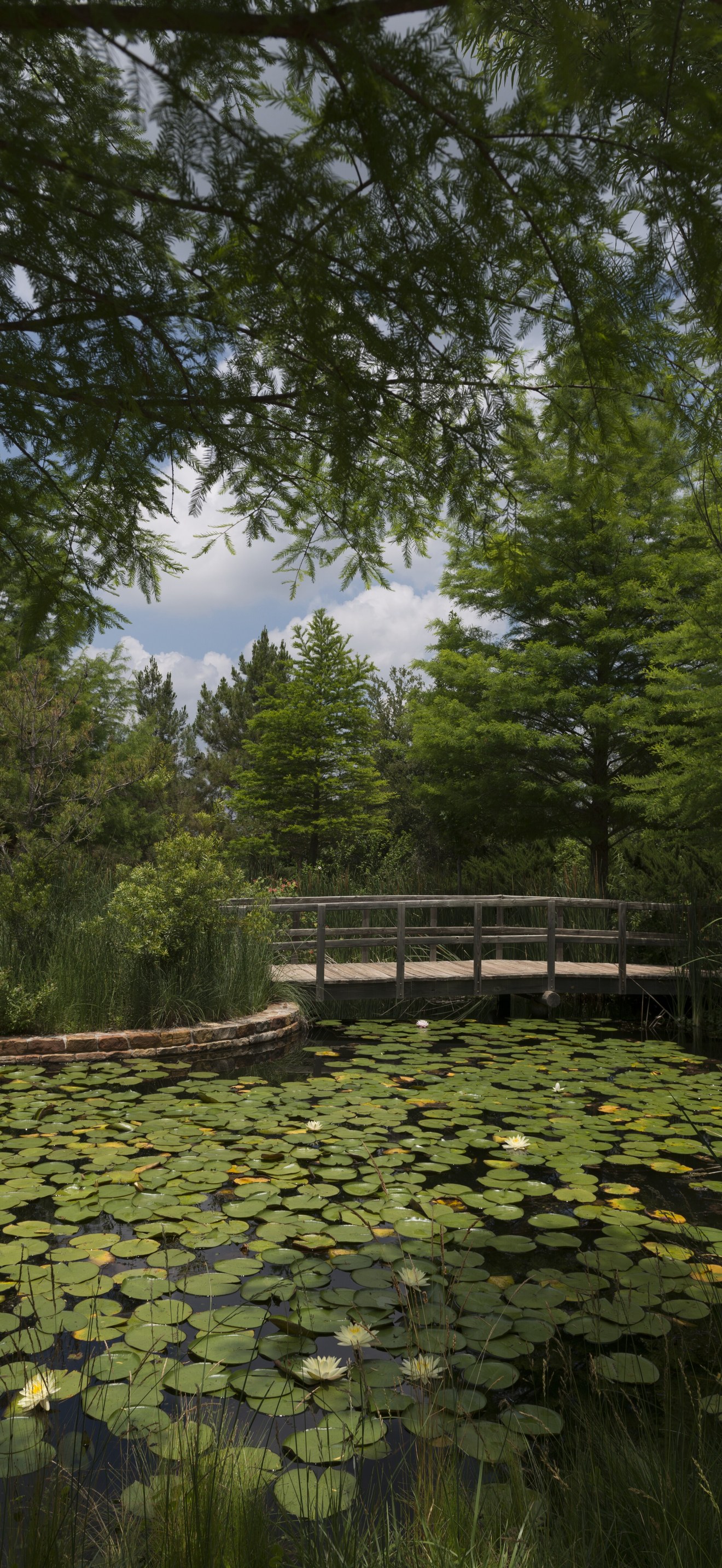 Scene from Clark Gardens Botanical Park in Mineral Wells, Texas