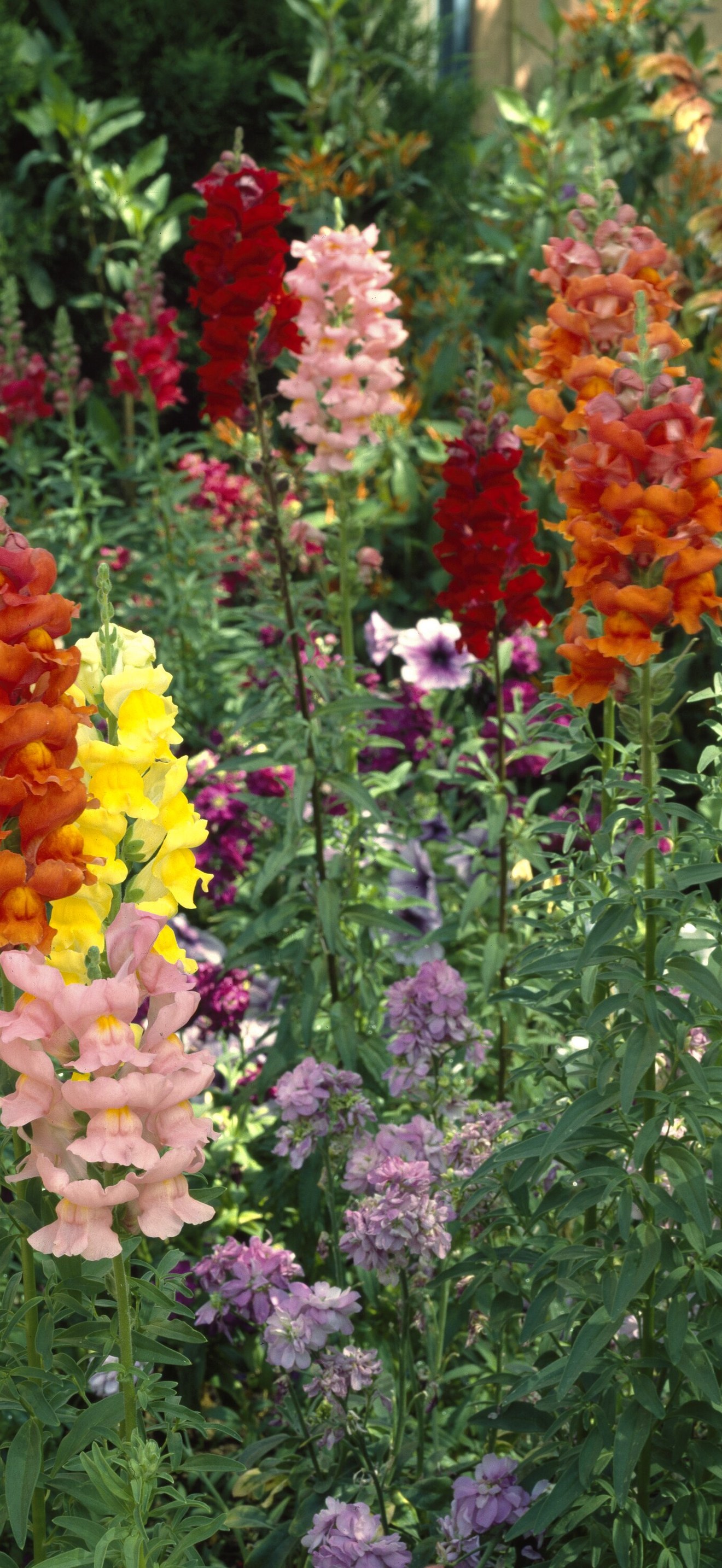 Flowers at the Desert Botanical Garden, Phoenix, Arizona