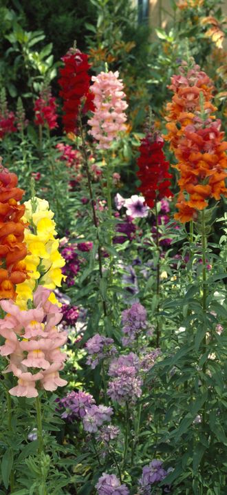 Flowers at the Desert Botanical Garden, Phoenix, Arizona