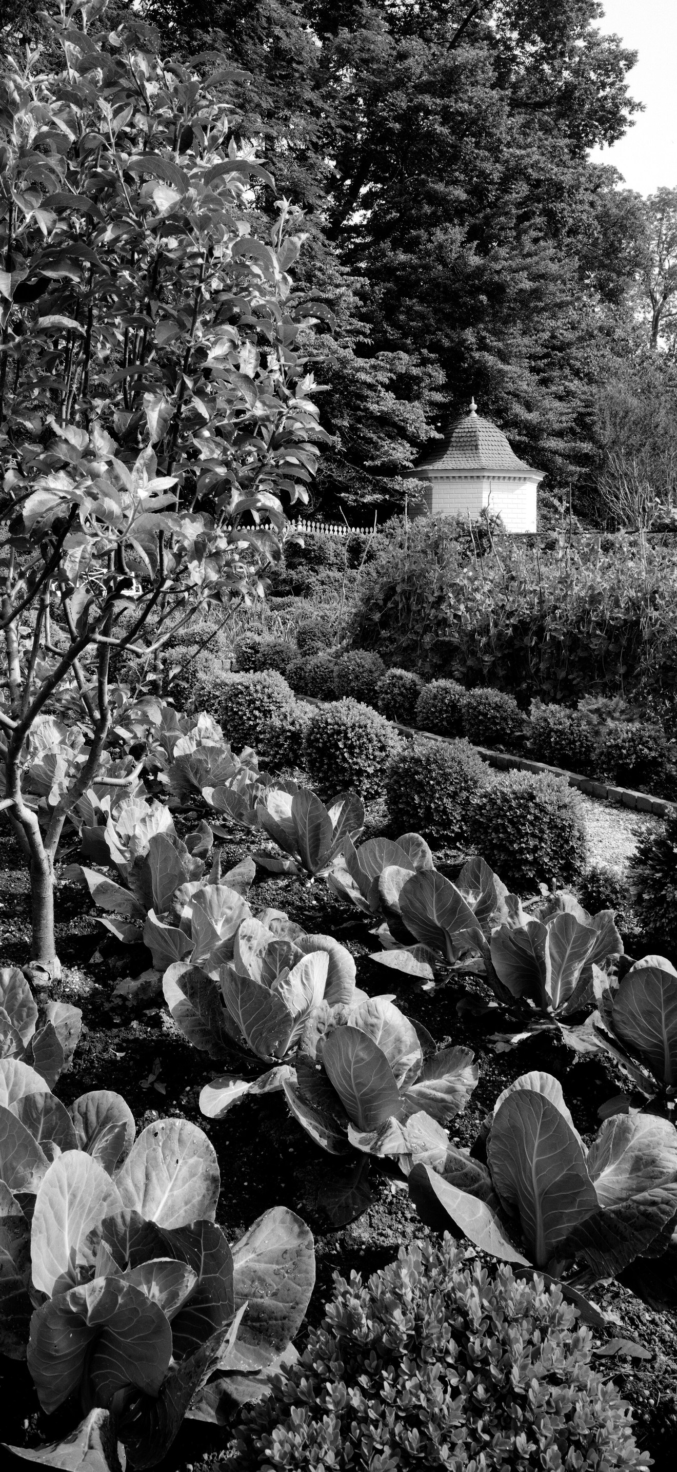 Garden at Mount Vernon, Virginia
