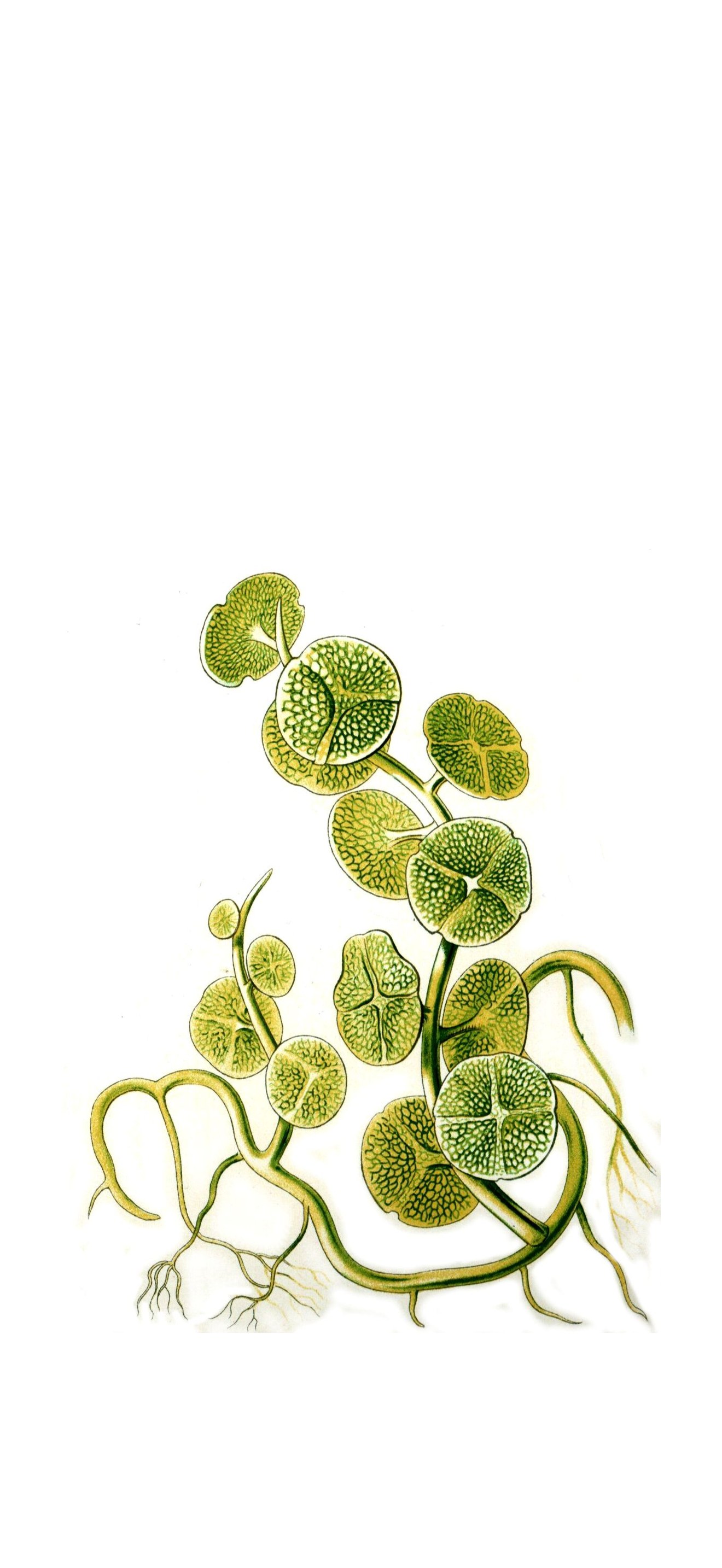 Haeckel Caulerpa peltata var. macrodisca