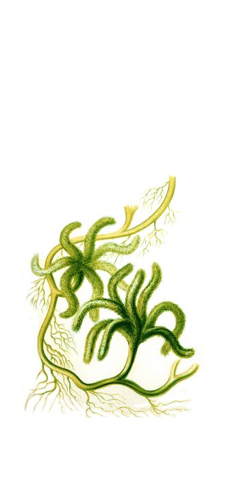 Haeckel Caulerpa paspaloides