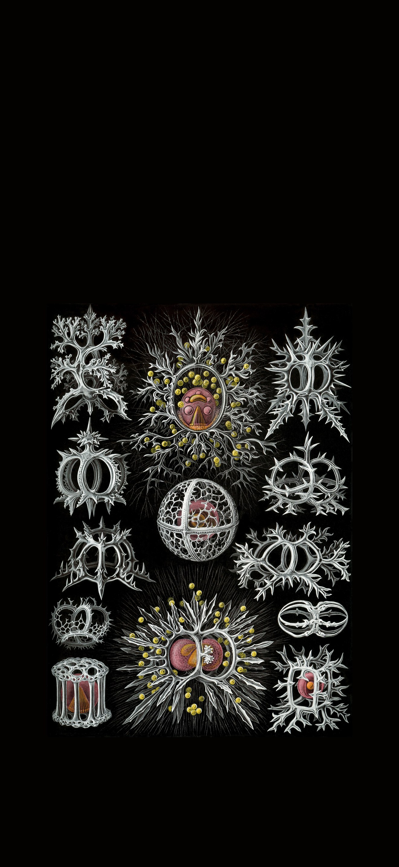 Haeckel Stephoidea edit