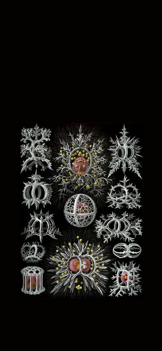 Haeckel Stephoidea edit