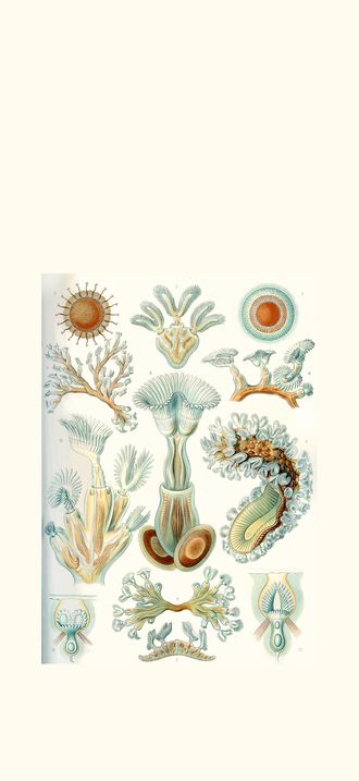 Haeckel Bryozoa minor restoration