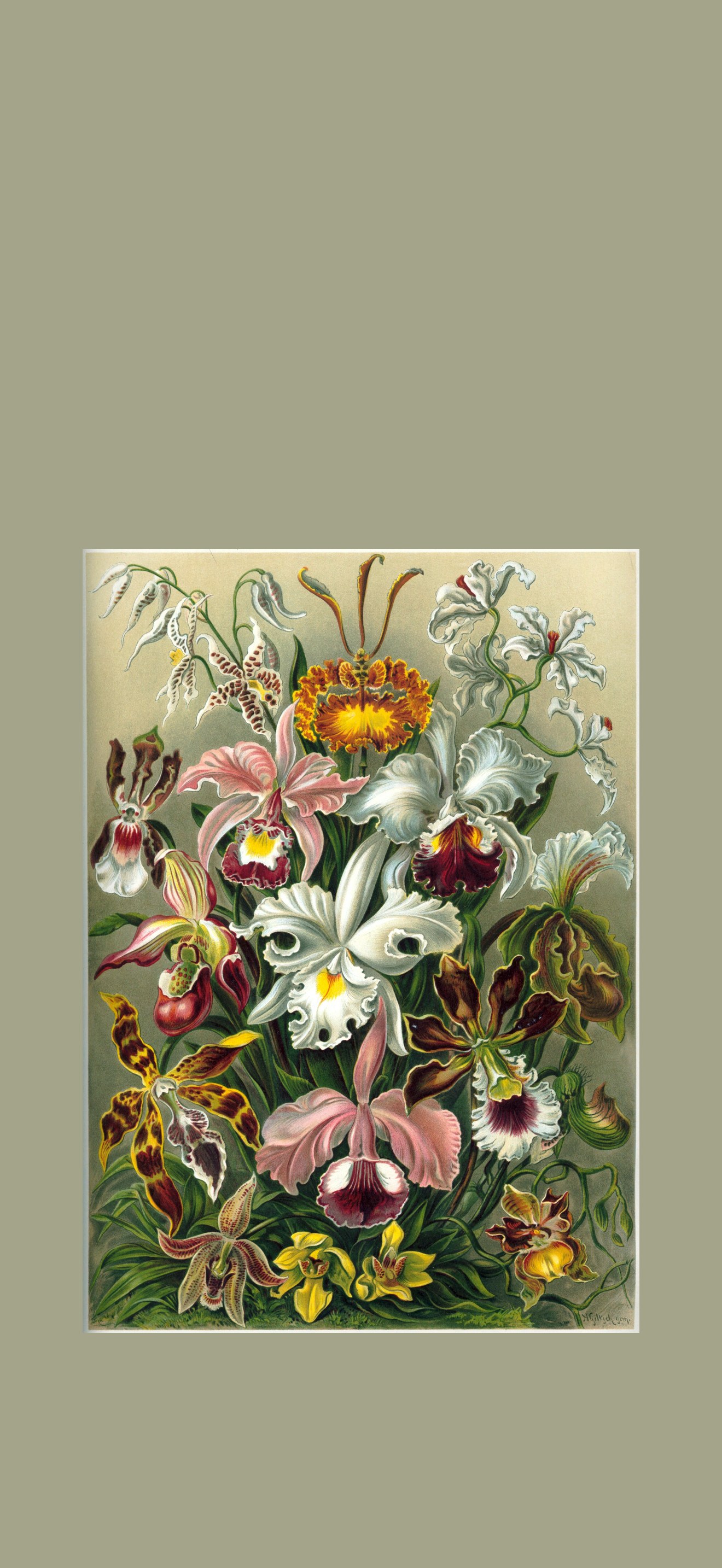 Haeckel Orchidae