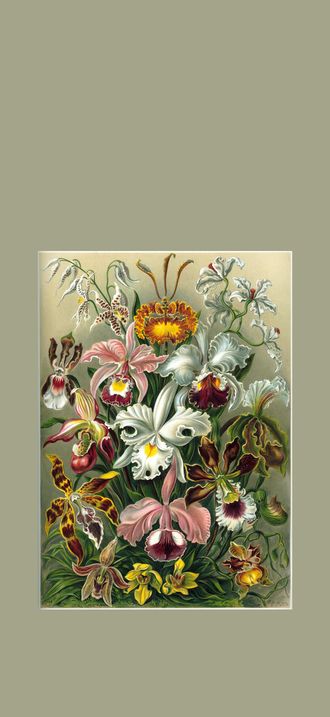 Haeckel Orchidae
