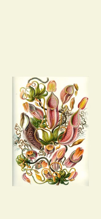 Haeckel Nepenthaceae