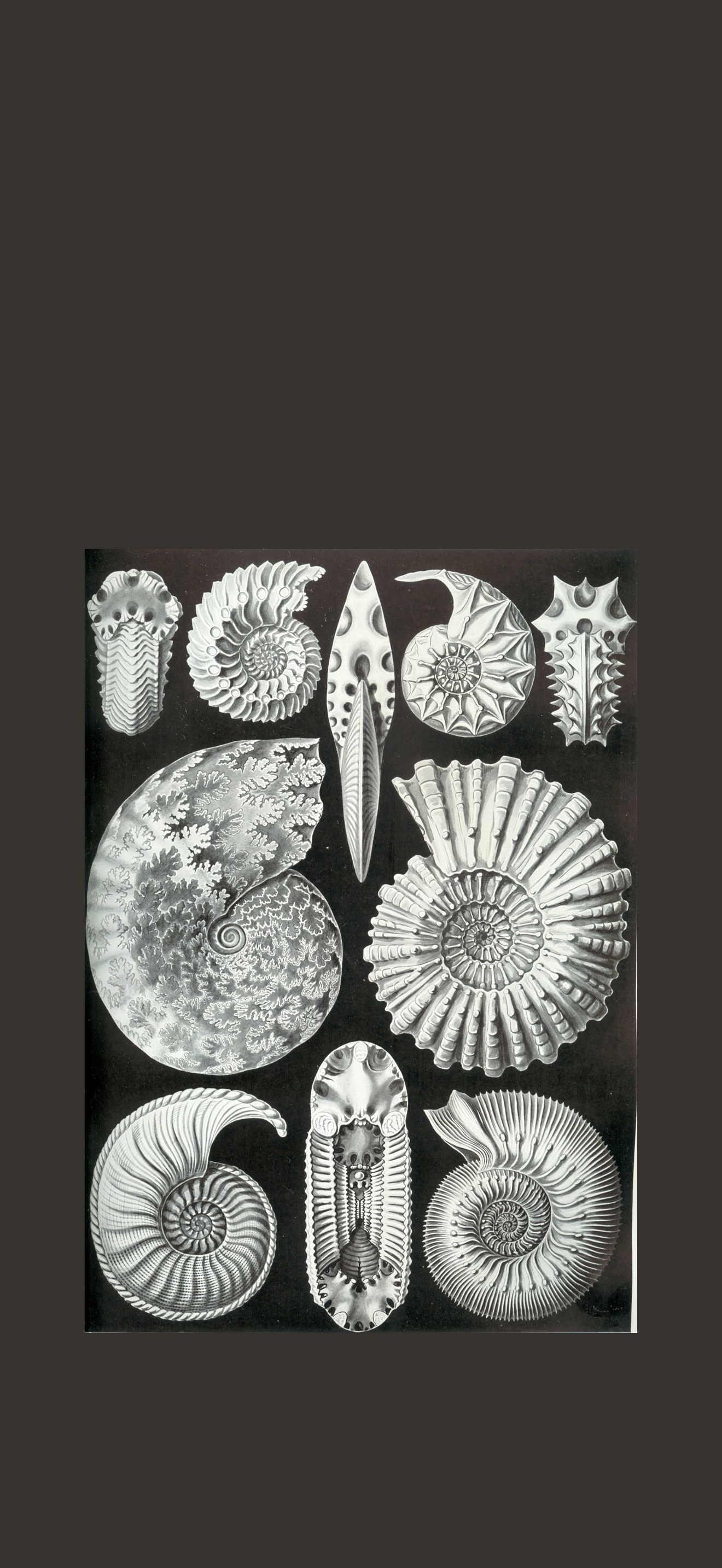 Haeckel Ammonitida