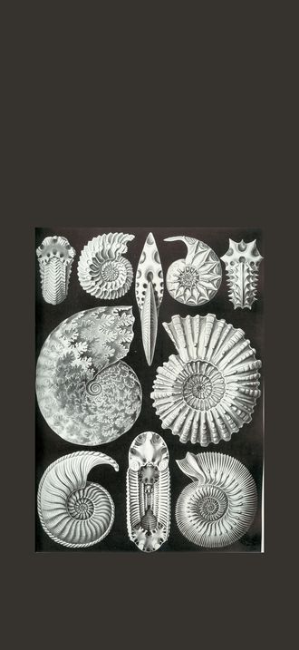 Haeckel Ammonitida