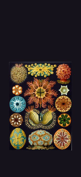 Haeckel Ascidiae