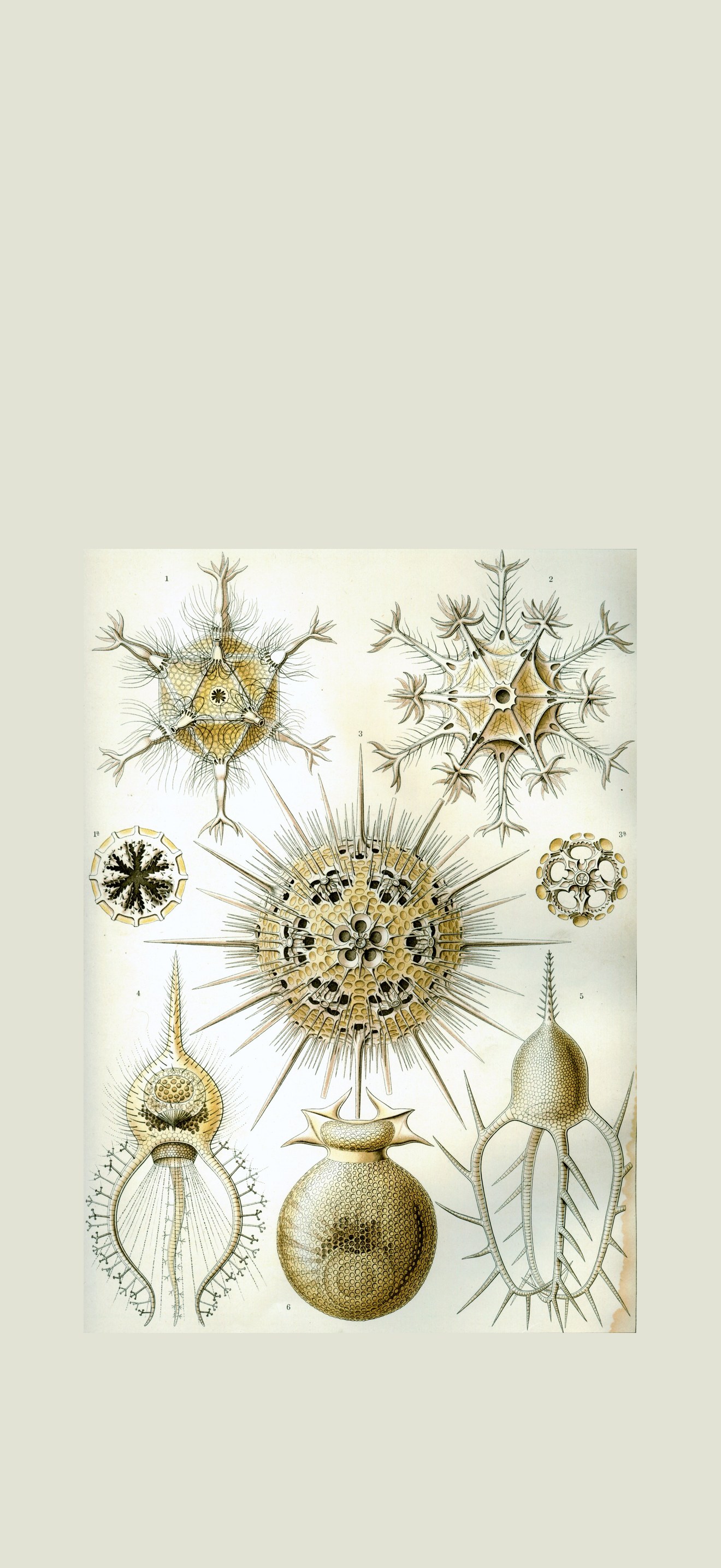 Haeckel Phaeodaria 1