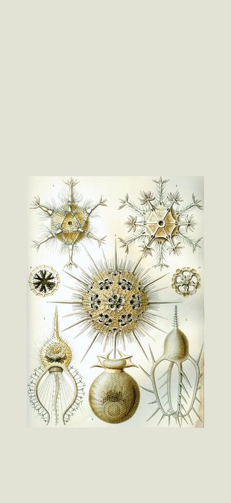 Haeckel Phaeodaria 1