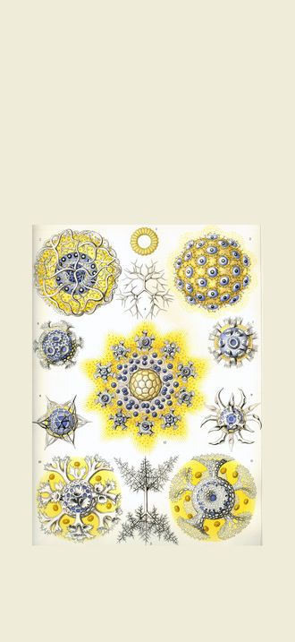 Haeckel Polycyttaria