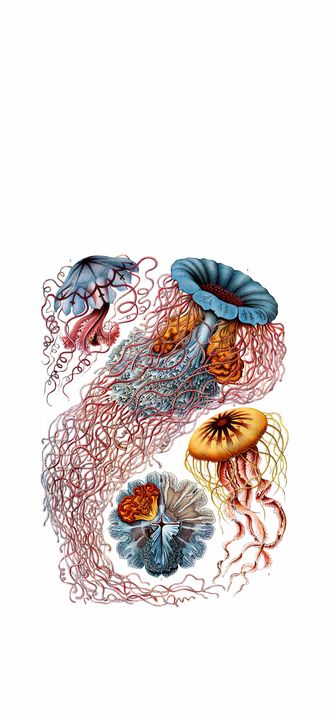Haeckel Discomedusae 8