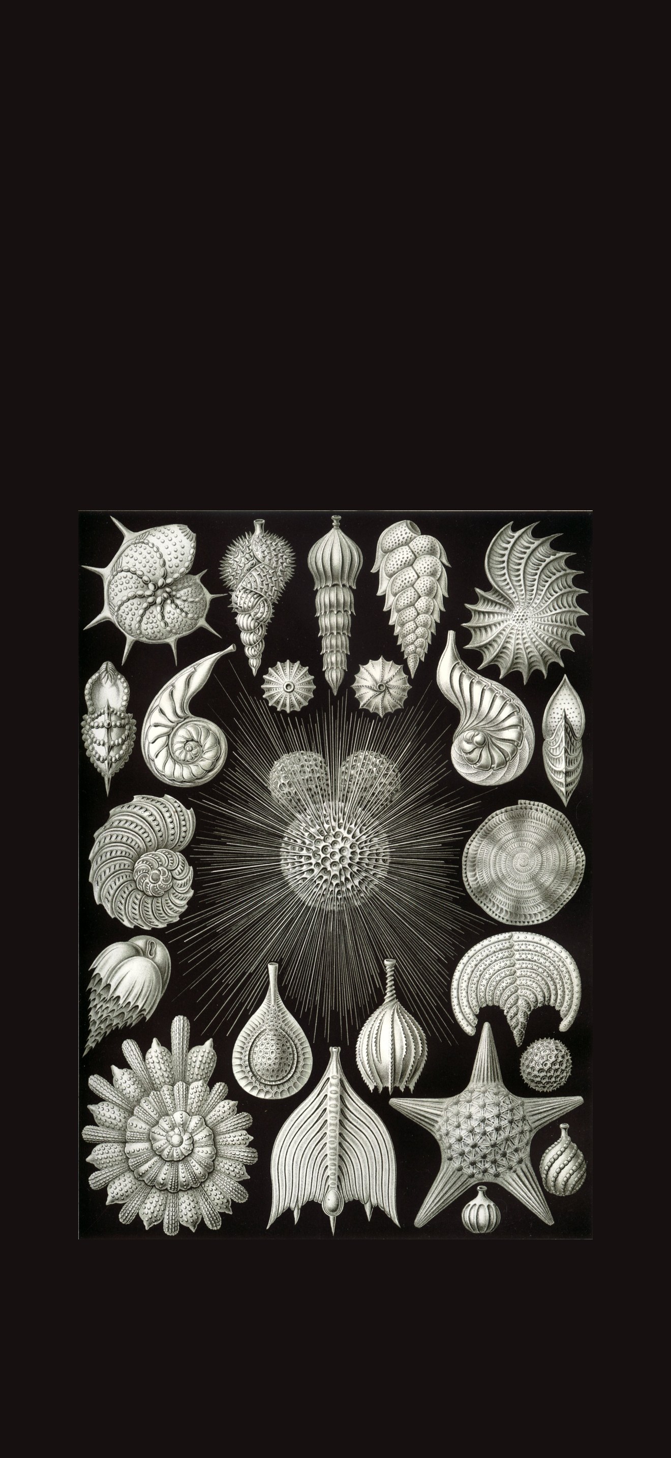 Haeckel Thalamphora
