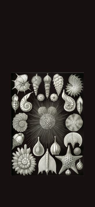 Haeckel Thalamphora