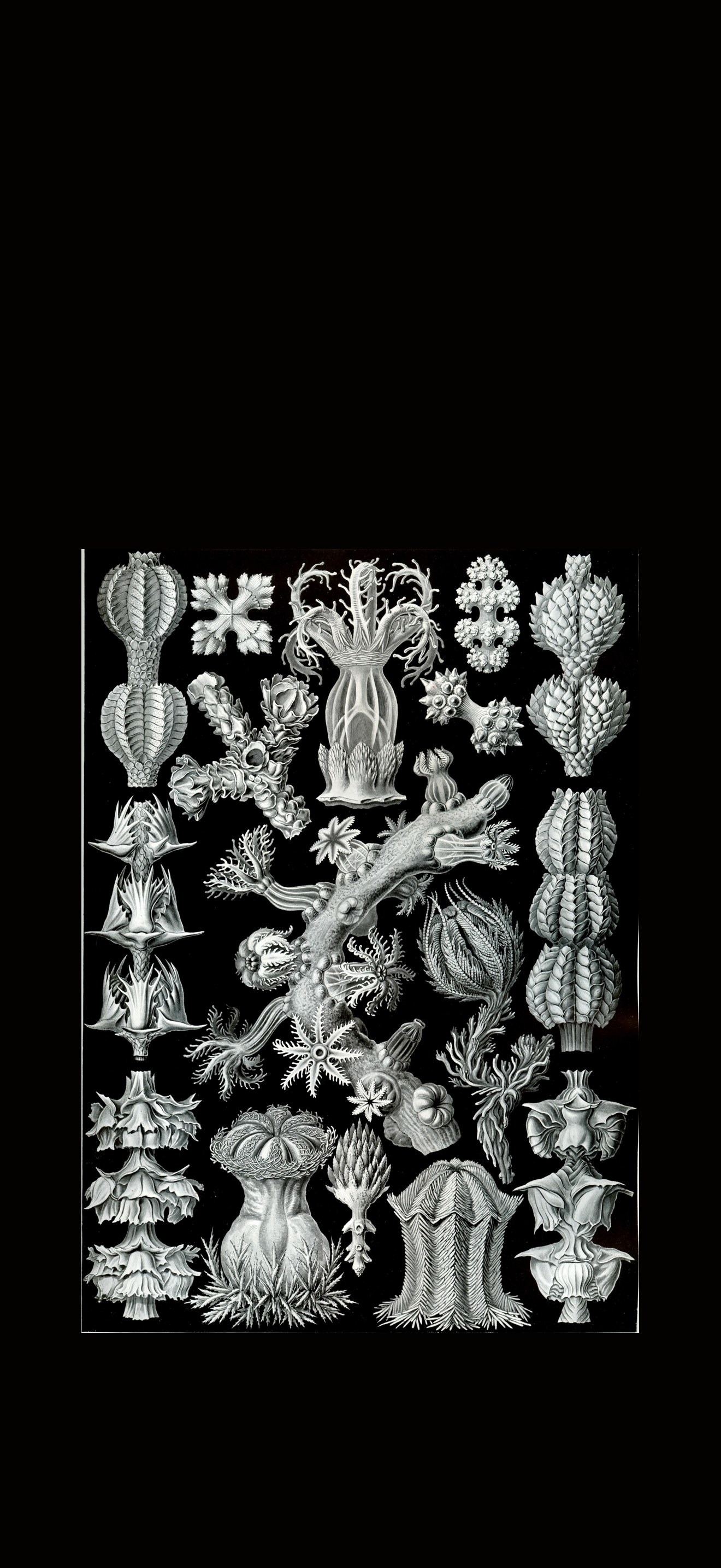Haeckel Gorgonida
