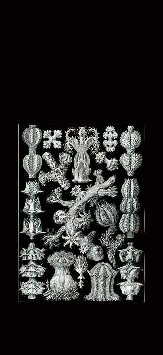 Haeckel Gorgonida