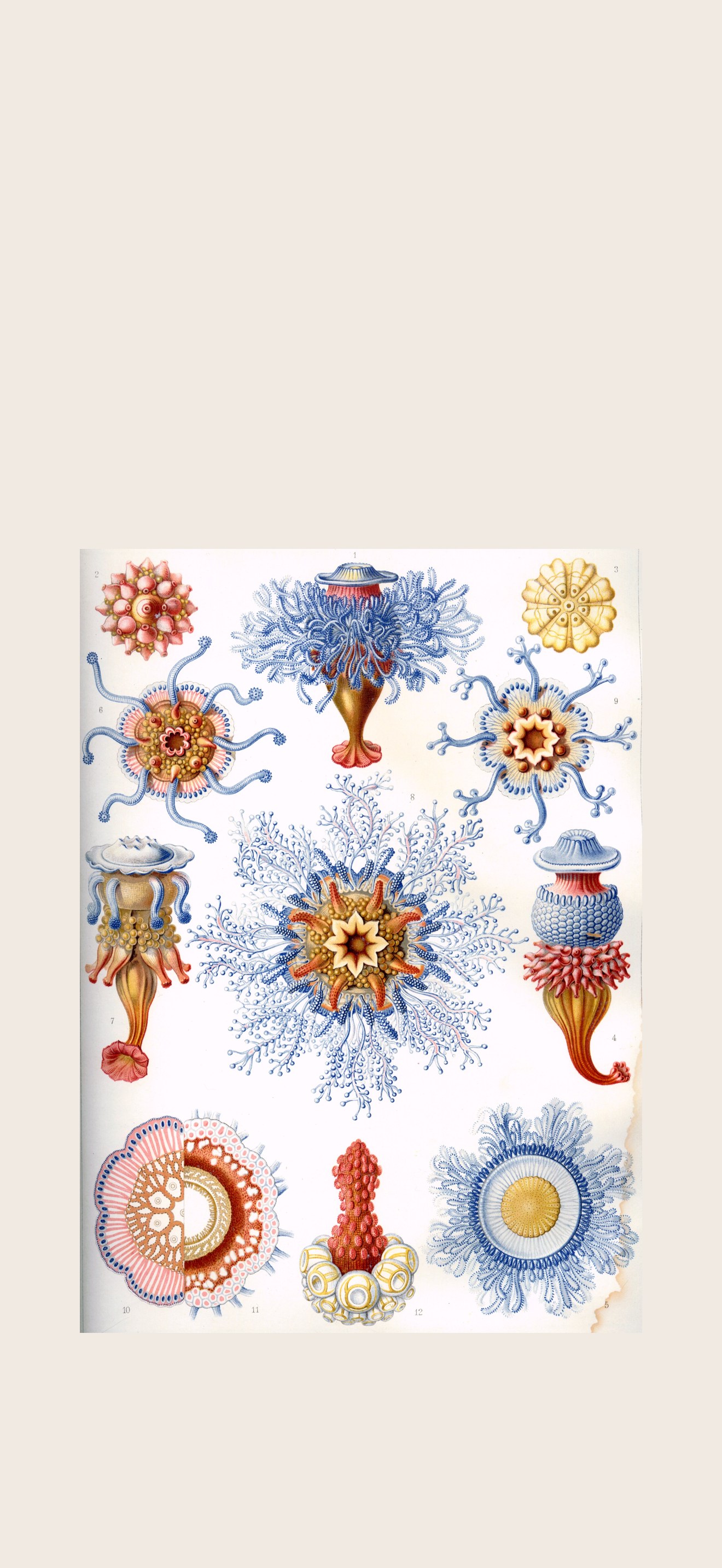 Haeckel Siphonophorae