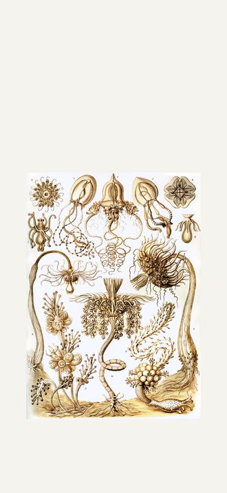 Haeckel Tubulariae