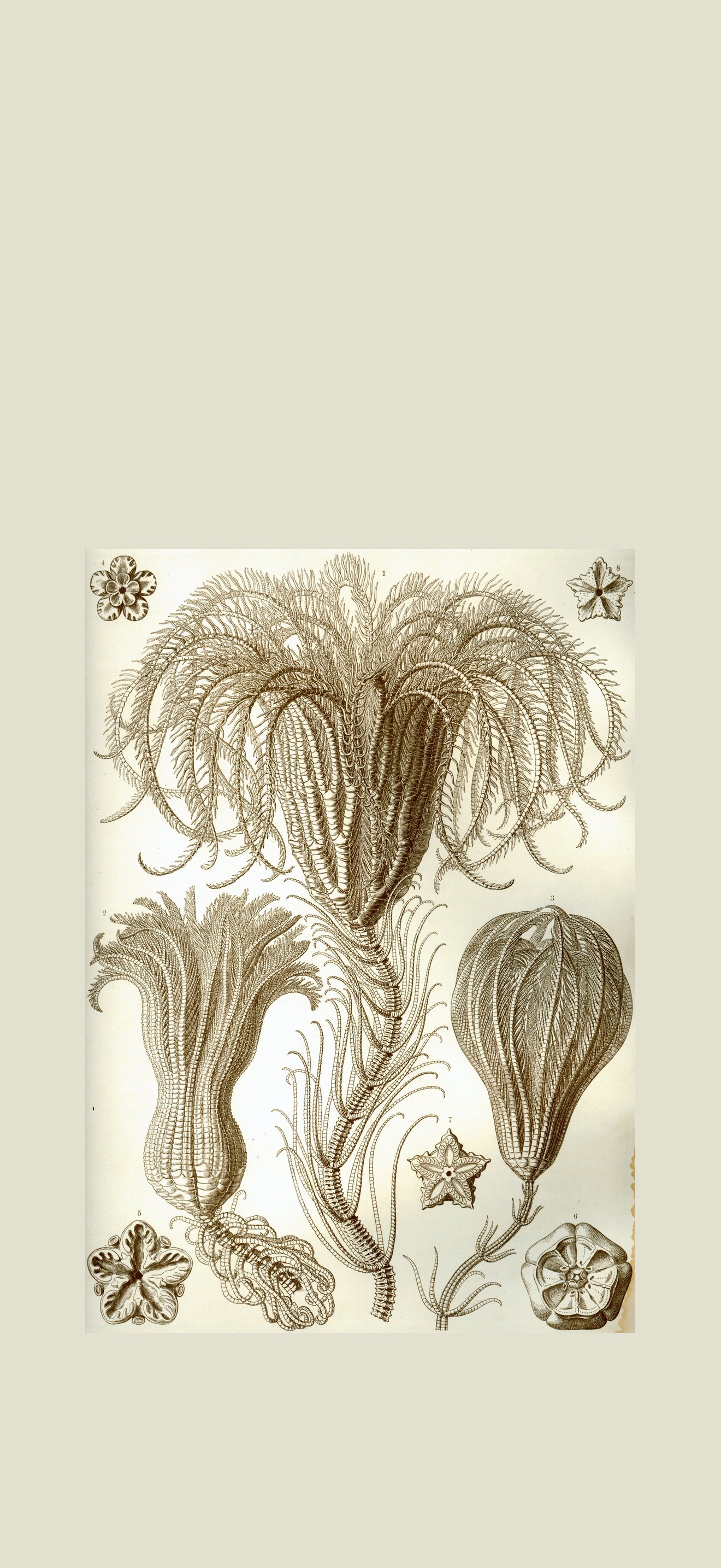 Haeckel Crinoidea