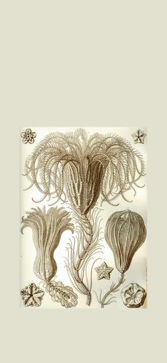 Haeckel Crinoidea