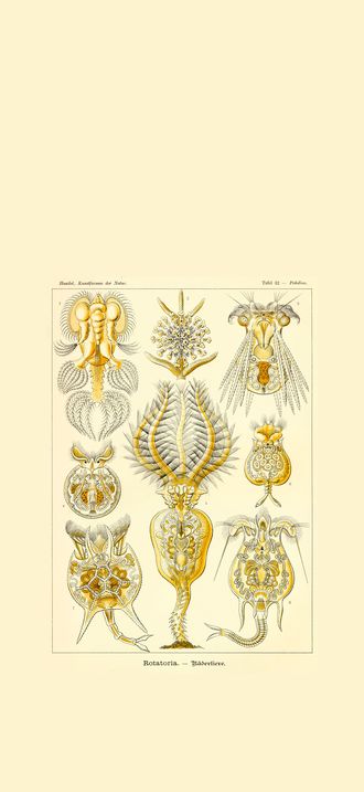 Haeckel Rotatoria