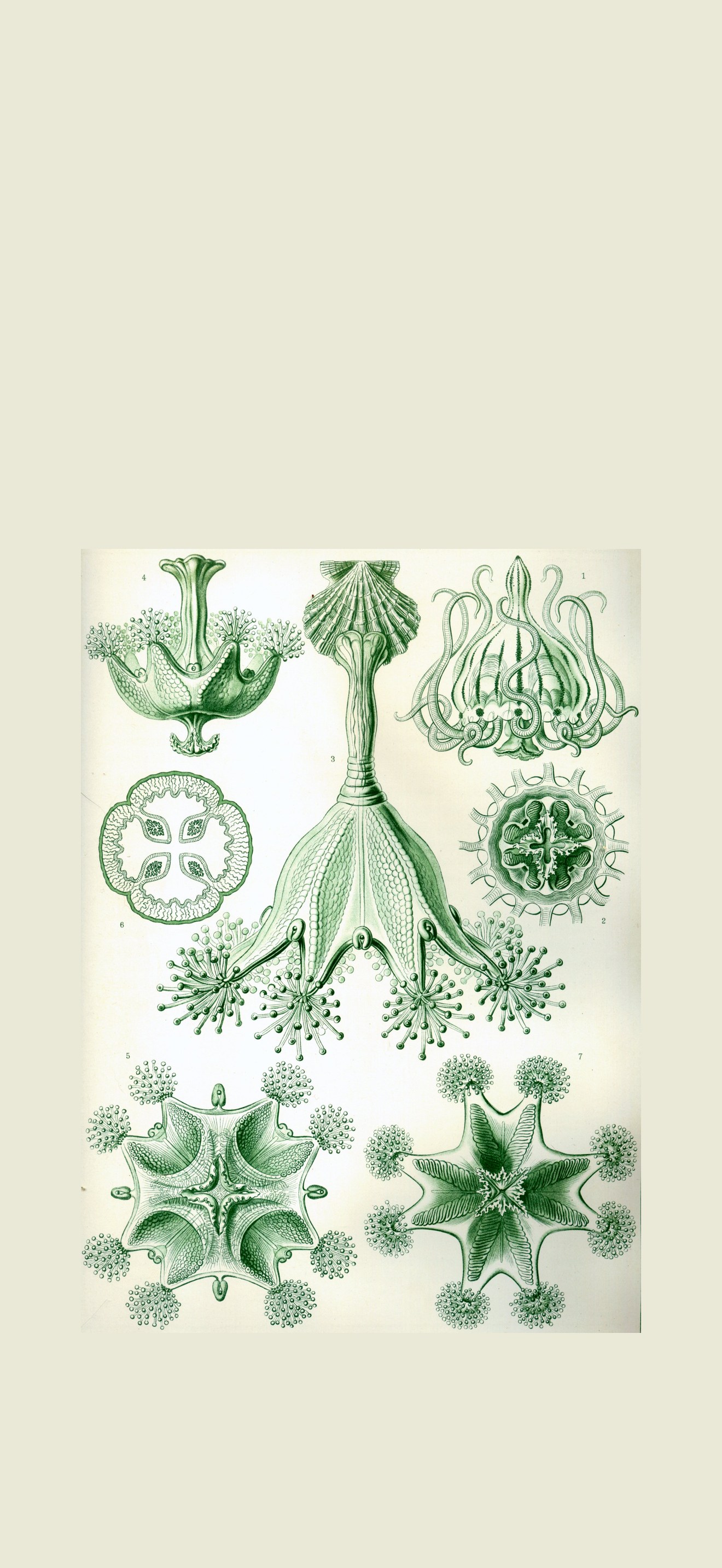 Haeckel Stauromedusae