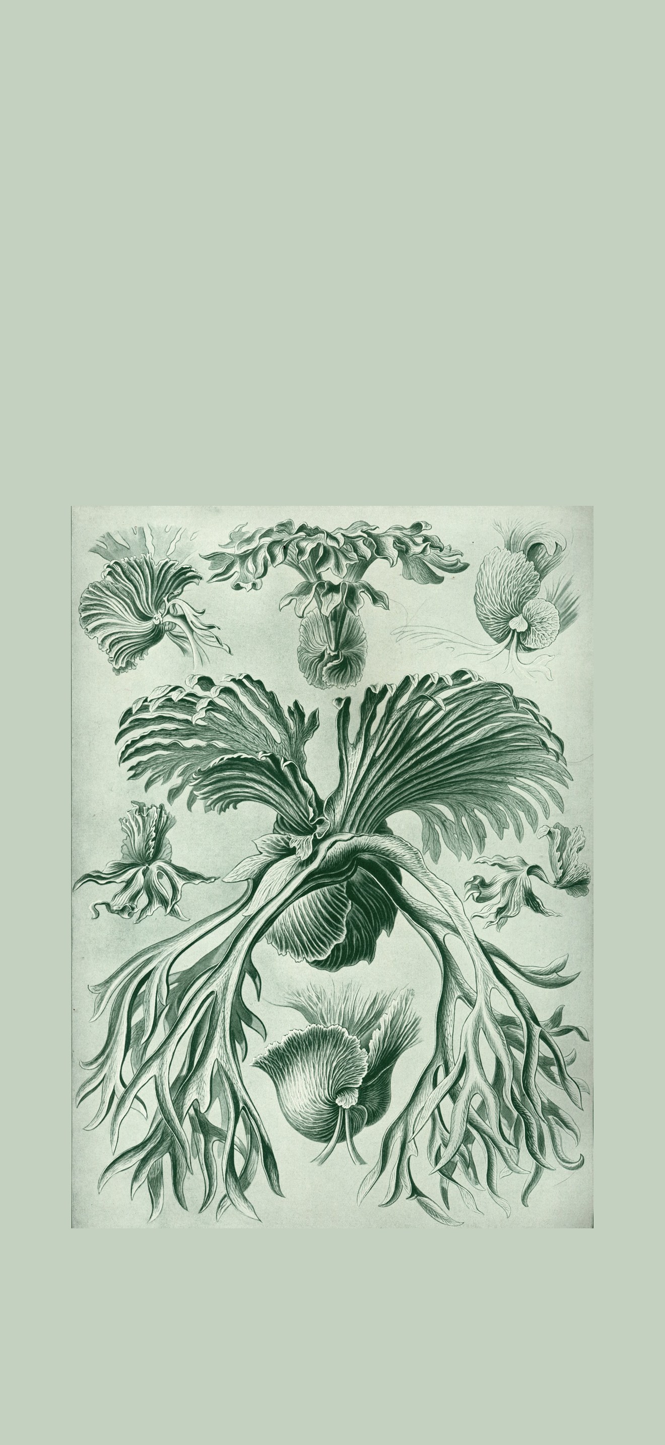 Haeckel Filicinae