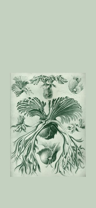 Haeckel Filicinae