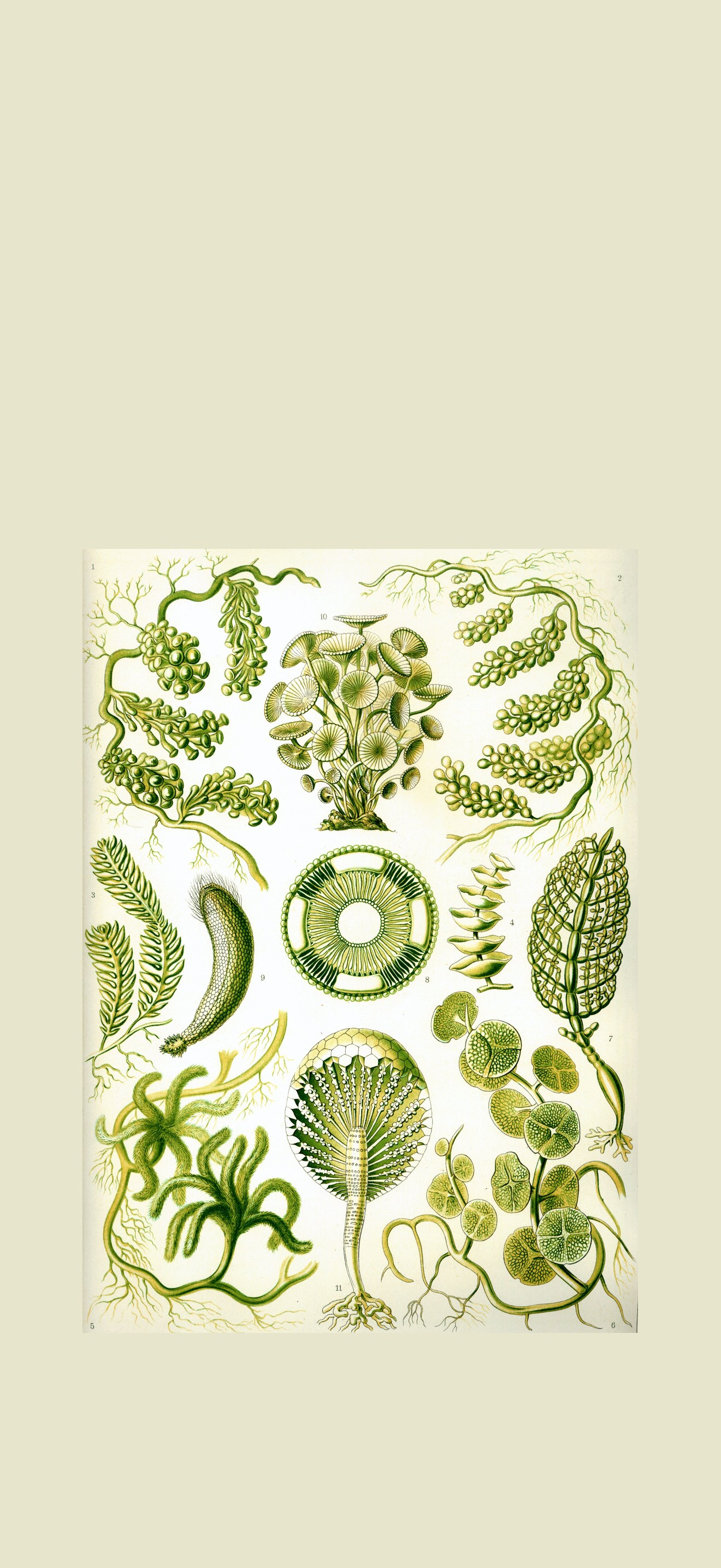 Haeckel Siphoneae