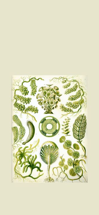 Haeckel Siphoneae