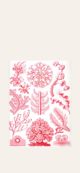 Haeckel Florideae