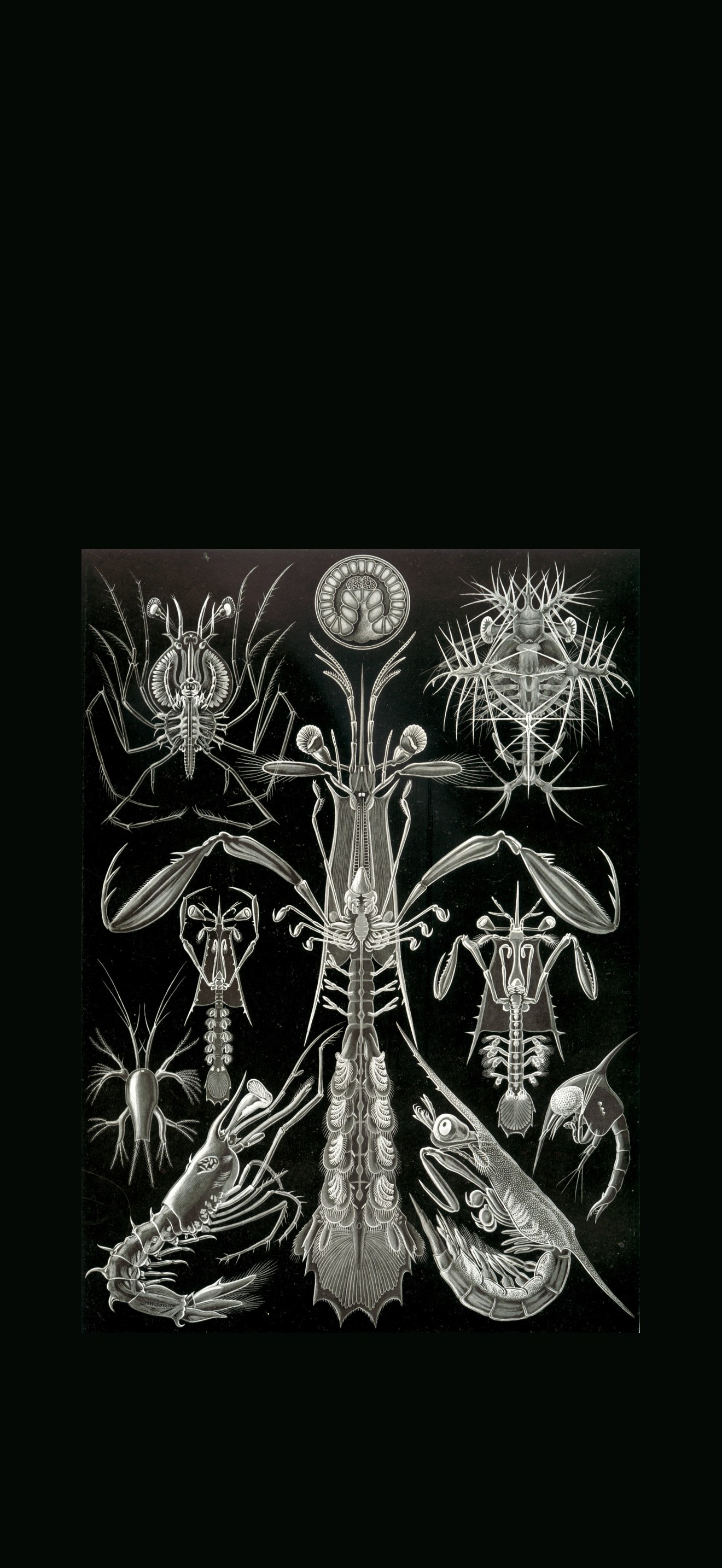 Haeckel Thoracostraca