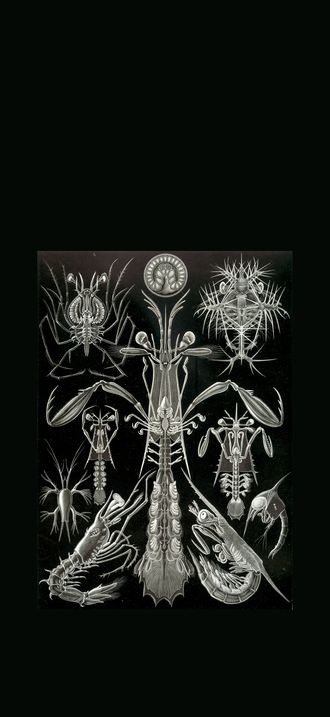 Haeckel Thoracostraca