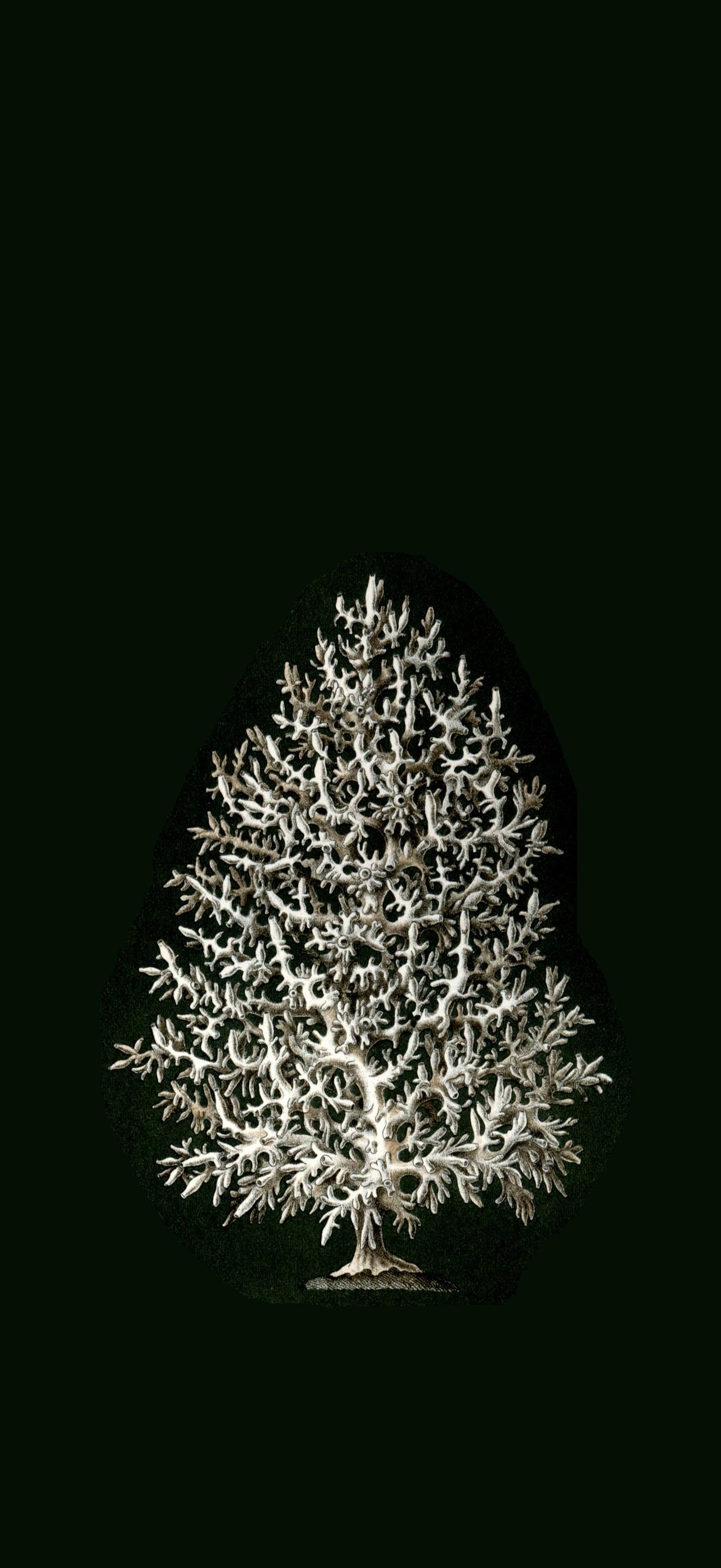 Haeckel Calcispongiae Leucosolenia complicata