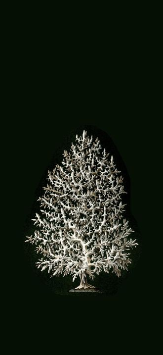 Haeckel Calcispongiae Leucosolenia complicata