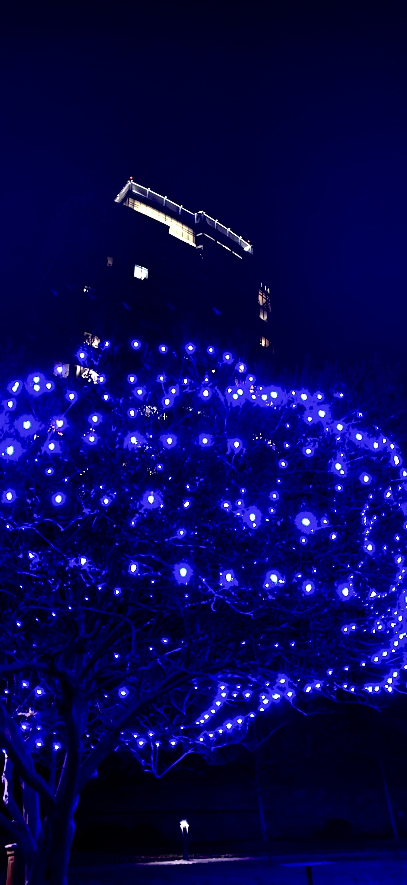 Holiday lights at One City Center, Durham