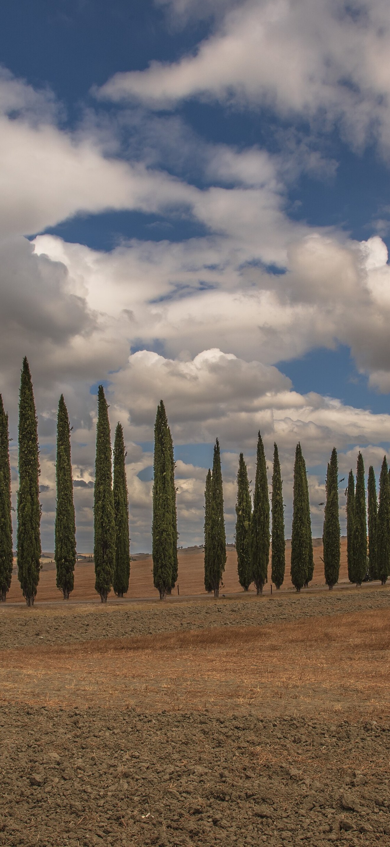 Continua - cypresses (no watermark)