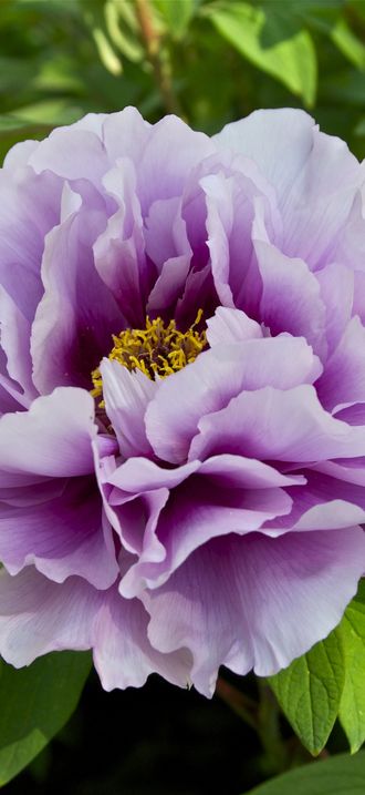 Pivoine Japanese peony Jdp