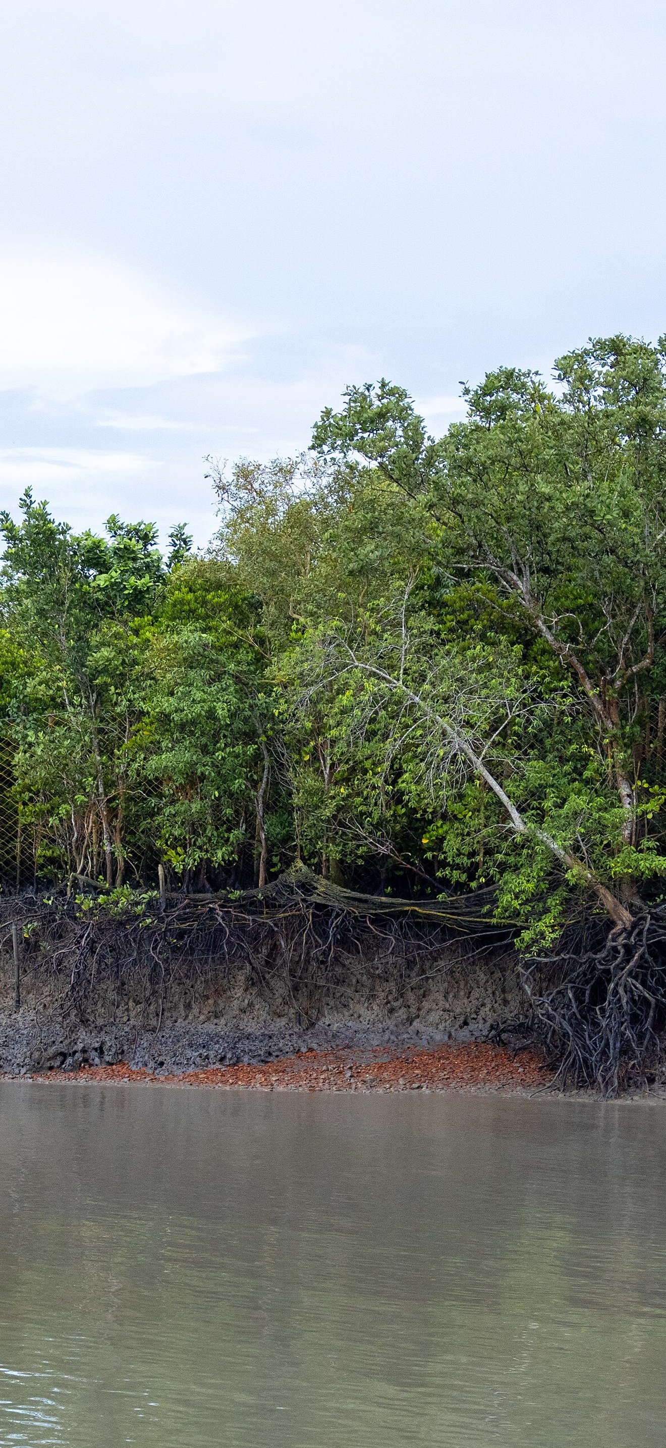 Nylon net fence along the edge of Sundarban, West Bengal, India