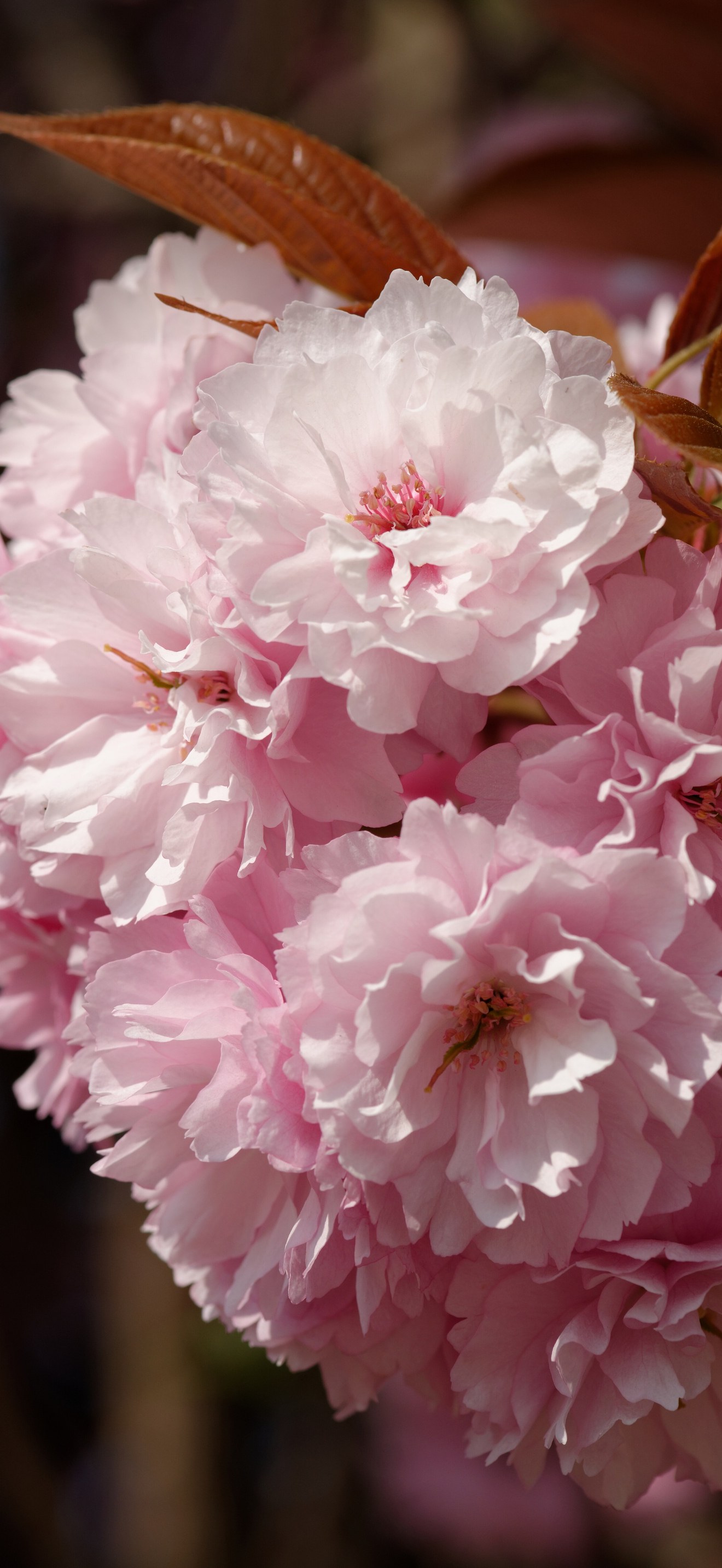 Prunus serrulata Kanzan blossom Jardin des Plantes