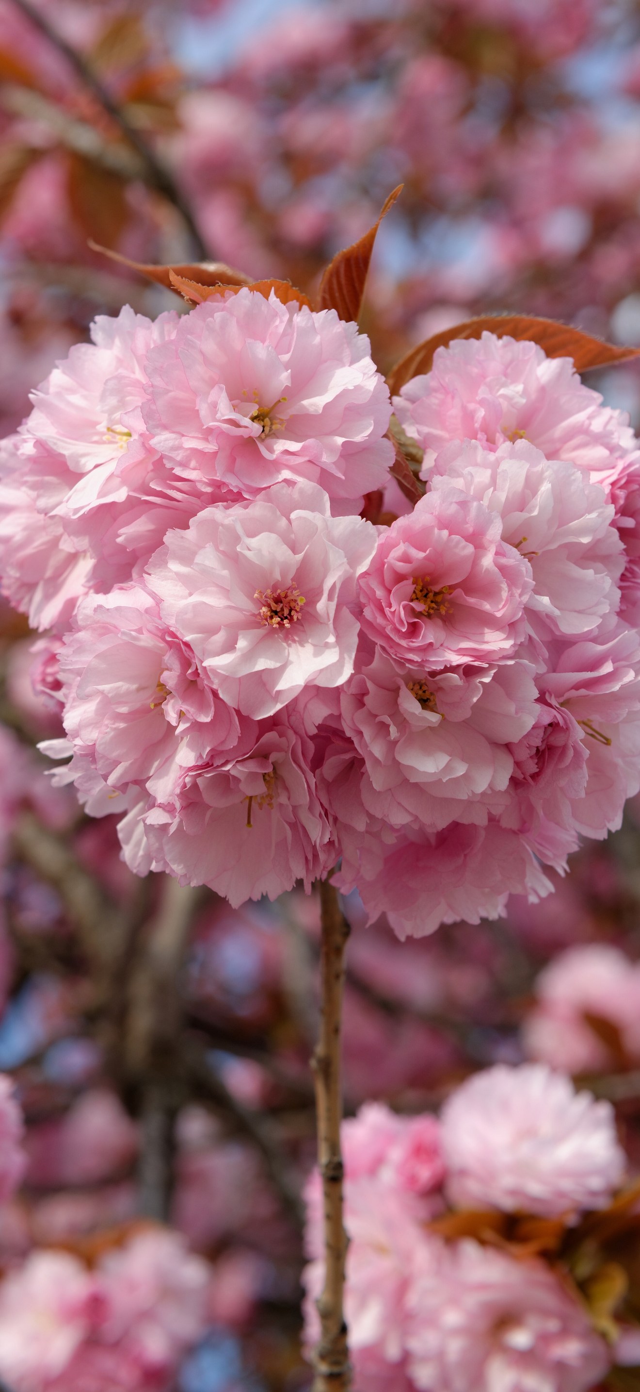 Prunus serrulata Kanzan blossom Jardin des Plantes  n1