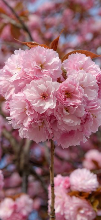 Prunus serrulata Kanzan blossom Jardin des Plantes  n1