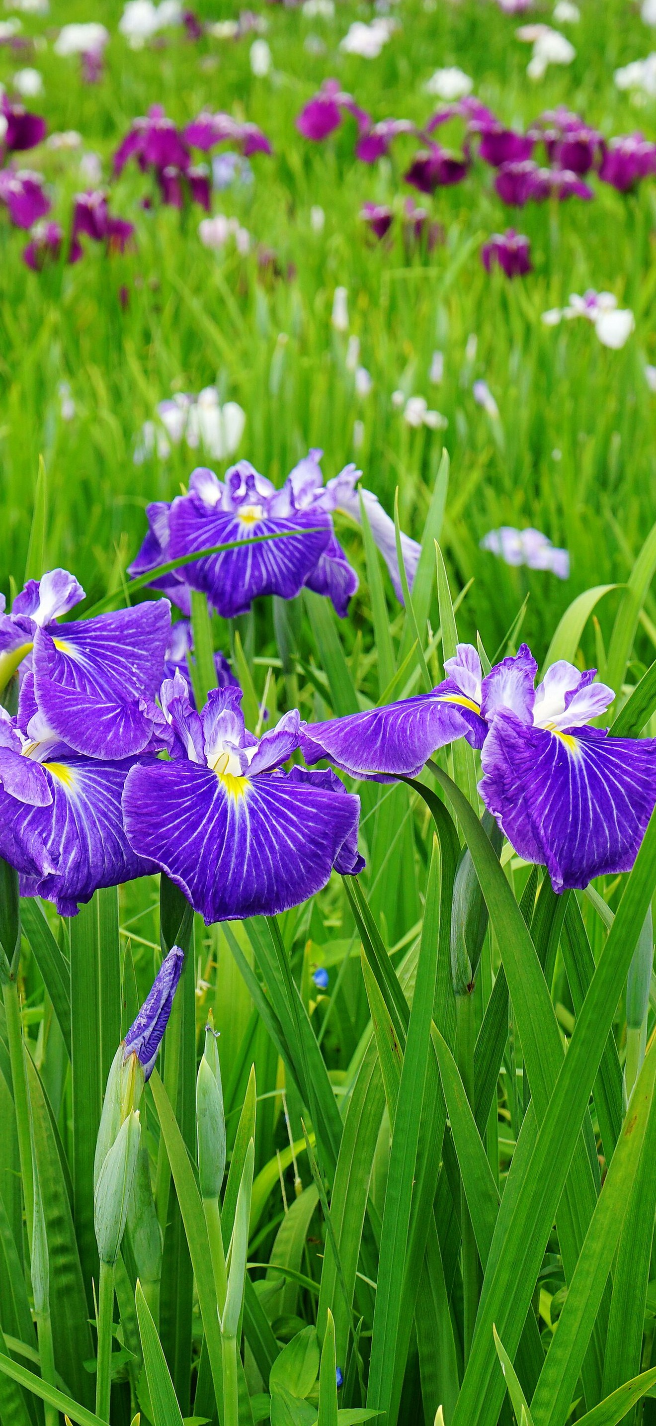 140614 Yagyu Iris Garden Nara Japan02bs5