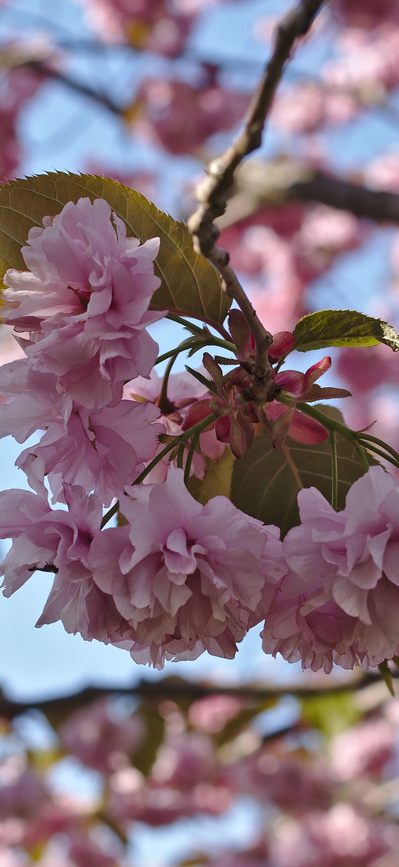 Hakodate Goryōkaku Park Sakura May 2016