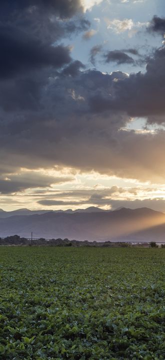 Crops at sunset near Longmont in Colorado's "Front Range" of the Rocky Mountains