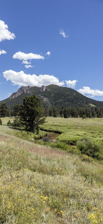 A lush meadow in Rocky Mountain National Park in the Front Range of the spectacular and hi