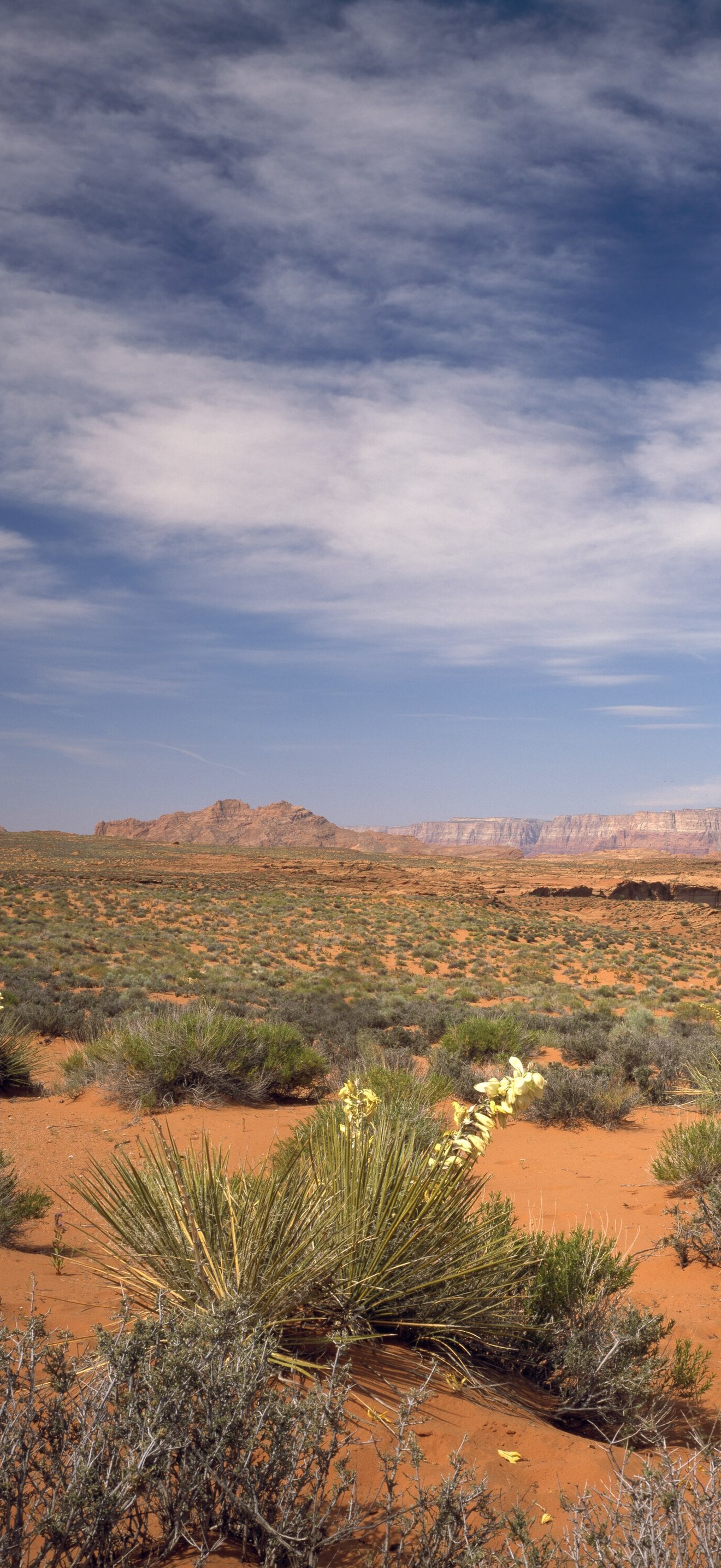 Wildflowers in the harsh Arizona desert